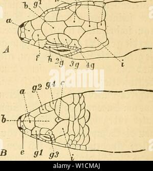 Immagine di archivio da pagina 69 di Deutschlands Amphibien und Reptilien Eine. Deutschlands Amphibien und Reptilien. Eine Beschreibung und Schilderung sämmtlicher in Deutschland und den angrenzenden Gebietan vrokommenden Lurche und Kreichthiere . deutschlandsamph01DR Anno: 1897 58 GvPe Äloffc. Weptilieu ober SvieJ)tl;icre. CBcrtopf= iinjjaarigcit [)öcf)ffcn§ incc 7.- c g-ig. 6. Otev(eite essere§ ßopfeä (A nm= vagb:t?ibccfife, B aBatjeiuedfe, Gongylus). iiiib d fitilevaupttgiitb; e obere 9a[iet:, f gtiins iin(en:, g obere klugen-, h gtirnjteitel; ho Scfjeitets unb k 55&GT;iinper:d)ilbcr. 1. 93eficf) Foto Stock