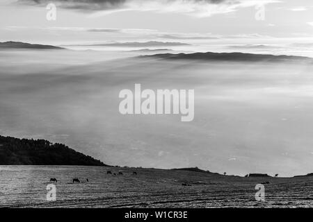 Alcuni cavalli sulla cima di una montagna, sopra un mare di nebbia il riempimento della valle Umbra Foto Stock