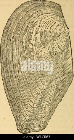 Immagine di archivio da pagina 723 di morire Mollusken-Fauna Mitteleuropa's (1884). Die Mollusken-Fauna Mitteleuropa . diemolluskenfaun22cles Anno: 1884 716 Fig. 485. Un. idrina v. debettana Mart. Verbreitung: im Lago di Loppio, im Montiklerund Kälterer vedere und im Val di Ledro. Bemerkung. Kobelt äussert sich über die Muschel wie folgt: Diese forma aus dem Lago di Loppio liefert gleich wieder einen Beweis für das, è stato wir oben gesagt haben, sie stimmt in der forma ganz mit kleinen Exemplaren der Un. cellensis überein, die Abstülpung am Vorderrand nahezu ist aufgehoben; die Wirbel liegen weiter zurück Foto Stock