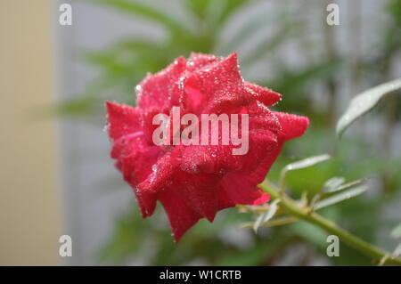 Primo piano fiori colpo, naturale Foto Stock