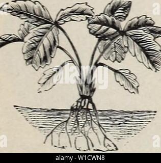 Immagine di archivio da pagina 78 del catalogo descrittivo di frutta e. Catalogo descrittivo di frutta e di alberi ornamentali, arbusti, di vigne e di piante coltivate e in vendita . descriptivecatal1893fran Anno: 1893 semina. La Fragola attualmente occupa un posto di rilievo nel catalogo di frutta e nulla vi è a maggior ragione per un popolo ad essere interessato nella sua cultura che a metà membri. È a casa nel nostro suolo e matura la sua frutta così presto per dare a noi la possibilità di ottenere la parte principale del nostro raccolto in New York e altri mercati essere- fore più northern g Foto Stock