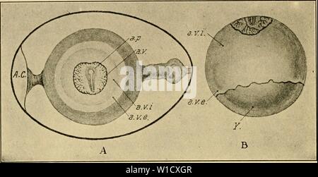 Immagine di archivio da pagina 79 dello sviluppo del pulcino. Lo sviluppo del pulcino : introduzione all'embriologia . developmentofchi02lill Anno: 1936 62 lo sviluppo del pulcino vitellina, che può essere diviso in interno ed esterno di zone (figure 32 e 33). Lo sviluppo dell'embrione durante lo stesso periodo è indicato nelle stesse figure. Fig. 32. - A. un uovo di gallina a circa venti-sesta ora di incubazione, per mostrare le zone del blastoderm e l'orientamento dell'embrione con riferimento all'asse del guscio. (Dopo Duval.) B. Tuorlo di uovo di gallina incubato a circa 50 ore Foto Stock