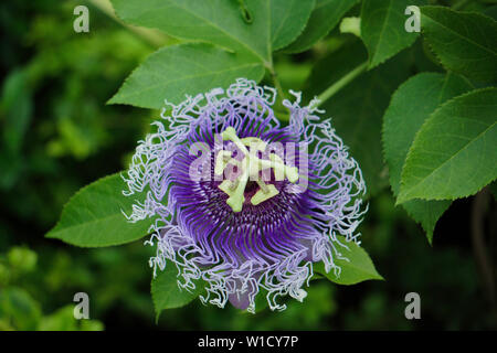 Isolato HD decorativo immagine bel fiore in giardino Foto Stock