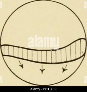 Immagine di archivio da pagina 80 di sviluppo della rana. Lo sviluppo della rana di uova; un introduzione alla embriologia sperimentale . developmentoffro00morg Anno: 1897 Foto Stock