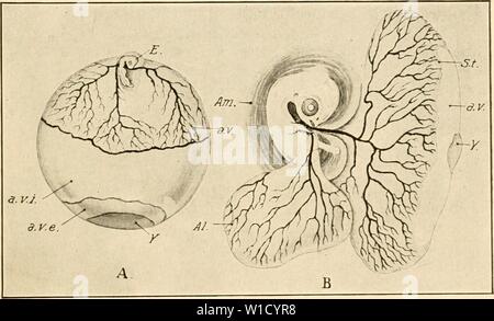 Immagine di archivio da pagina 80 dello sviluppo del pulcino;. Lo sviluppo del pulcino; un introduzione alla embriologia . developmentofchi00lill Anno: 1908 CONTORNO DI SVILUPPO, cronologia 63 nel corpo-cavità attraverso la umliUciis, che su di esso si chiude. Il giovane pulcino portelli di solito il ventunesimo giorno. Orientamento. Si tratta di un interessante e importante fatto che l'embrione appare in una relazione definita per la linea tracciata attraverso l'asse dell'uovo intero o per la linea congiungente le basi dei due chalazae, che di solito è la stessa cosa. Se l'uovo essere posizionato come in Fig. 32 A, Foto Stock