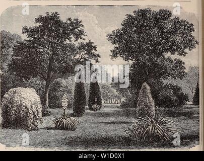 Immagine di archivio da pagina 83 del catalogo descrittivo di frutta e. Catalogo descrittivo di frutta e di alberi ornamentali, arbusti, di vigne e di piante coltivate e in vendita . descriptivecatal1893fran Anno: 1893 8o Franklin Davis Nursery Co. OrparoeotEil Departrneot. Il rilascio di questa nuova edizione del nostro catalogo descrittivo di alberi ornamentali, sempre verdi, arbusti fioriti, ecc., si può dire che la crescente domanda per questa classe di stock ci hanno indotto a fare di questo ramo a più caratteristica di spicco della nostra istituzione, e a tal fine abbiamo costantemente a lavorare per anni, scegliendo con cura t Foto Stock