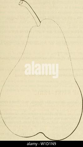 Immagine di archivio da pagina 848 di Dictionnaire de pomologie, contenant l'histoire,. Dictionnaire de pomologie, contenant l'histoire, la descrizione, la figura di frutti des Anciens et des frutti modernes les plus connus gÂnÂralement et cultivÂs . dictionnairedepo02lero Anno: 1867 SAI SAINT-PKR 639 Poire de Saint-PÍ¨re. ou moins allongÃe, gÃnÃralement mamelonnÃe au sommet et bien ventrue dans toute sa partie infÃrieure. - PÃdoncule : de grosseur et de longueur moyennes, recourbÃ, placÃ de Cà'tÃ au centre d'une faible dÃpression. Â 6stramba/.- ouvert, petit oÃ¹ moyen, lÃgÃ¨rement enfoncÃ.â Peau: assez ru Foto Stock