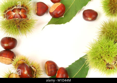 Telaio di castagne fresche in capsule e foglie su sfondo bianco Foto Stock
