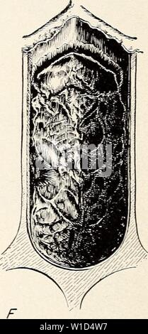 Immagine di archivio da pagina 9 di diagnosi di malattie delle api in la. La diagnosi di malattie delle api nell'apiario . diagnosingbeedis392masterizzare Anno: 1949 figura 4.-i sintomi di peste americana in pupe: un sano, pupa; B-F, fasi di decadimento e essiccazione dei bozzoli, viste ventrale. Aspetto della covata morta l'aspetto e la posizione nelle celle di covata ucciso da xmeri- può peste sono notevolmente uniforme. Le larve morte giacciono ex- tendeva lungo la parete laterale inferiore con la loro estremità posteriore parte curva fino sul fondo delle cellule (fig. 3, G). Vi ma}t essere un piccolo rigonfiamento sollevato in prossimità della estremità di testa Foto Stock