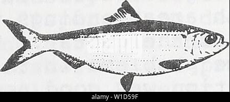 Immagine di archivio da pagina 90 di sviluppo e di evoluzione del. Sviluppo ed evoluzione delle aringhe del mare di gestione della pesca piano . developmentevolu00pier Anno: 1983 Concorrenza ALACK dell Occidente tradizionali mercati tedeschi causato da una fresca europei e congelati ca- nadian aringa ha battuto il fondo fuori della costa orientale di aringa industria di esportazione. Solo i processori della costa hanno smesso di acquisto di aringa fresca da domestico con reti a circuizione per il congelamento e la ex- porta al principale europeo di aringa mercati in Germania Ovest. In Gloucester. Kennebec pesce Corp. non ha comprato le aringhe provenienti da navi dal LAS Foto Stock