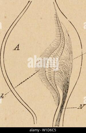 Immagine di archivio da pagina 914 di Dictionnaire de physiologie (1895). Dictionnaire de physiologie . dictionnairedeph01arich Anno: 1895 892 AUDITION. natatoire sont des plus curieux au point de vue de l'stanziamento de l'organo au milieu. Les canaux semi-circulaires gardent dans toute l'Ãchelle des vertÃbrÃs la disposizione mÃªme immuable et caractÃristique, suivant trois piani qui rappellent les trois dimensioni de l'espace. Chaque oreille possÃ¨de trois canaux osseux contenant chacun onu canal membraneux qui prÃsente une extrÃmitÃ dilatÃe en fiala dans laquelle se jette le nerf ampullaire. Il Foto Stock