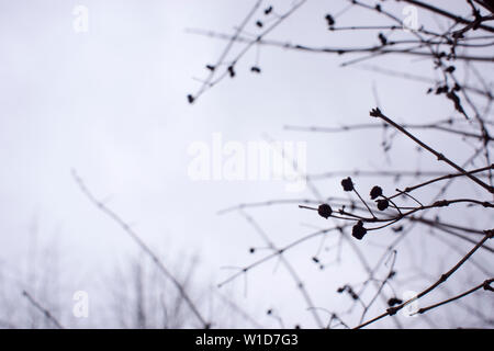 background thin delicate openwork alder twigs on the white sky early spring Foto Stock