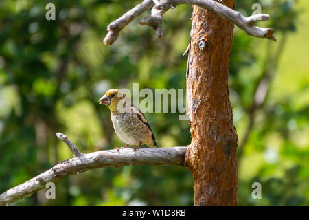 Hawfinch femmina seduto su un ramoscello di pino. Foto Stock