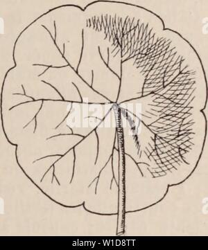 Immagine di archivio da pagina 944 di Dictionnaire d'orticoltura illustré par. Dictionnaire d'orticoltura illustrÃ / par D. prÃface Bois de Maxime Cornu avec la collaboration de E. AndrÃ ... [Et al.]. . Dictionnairedhor00bois Anno: 1893 PELLIONIA. Â 933 â PENTAS. lombata, introduit sous le nom inesatto de BÃgonia Davcanana Godefr. (Voir R. H. 1880, p. 290, fig. col.; III. Hort. t. 472); belle plante de sus- pension pour les serres chaudes et tempÃrÃes, Ã feuillage trí¨s ornemental; et le P. pulchra. III. Hoht. t. 479, aussi de Cochinchine, Ã ner- vures blanchÃ¢tres. J. G. PÃLORIE. C'est la monst Foto Stock