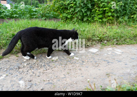 Bianco e nero gatto attentamente passeggiate lungo il sentiero di un giorno d'estate. Close-up Foto Stock