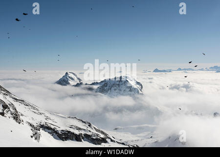 Montagne innevate tra le nuvole e gli uccelli di volare intorno. Italia Foto Stock