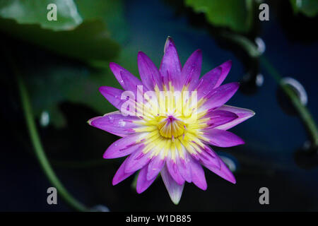 Bella isolato Lotus o Shapla Fiore con gocce di pioggia nei laghetti in giardino Foto Stock