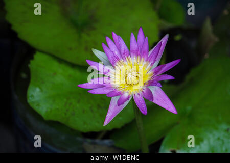 Bella isolato Lotus o Shapla Fiore con gocce di pioggia nel giardino del tetto stagni Foto Stock