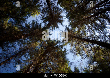 I tronchi di alberi nella foresta di abete rosso. Dal basso verso l'alto. Autunno giornata di sole. Astrazione naturale da filiali Foto Stock