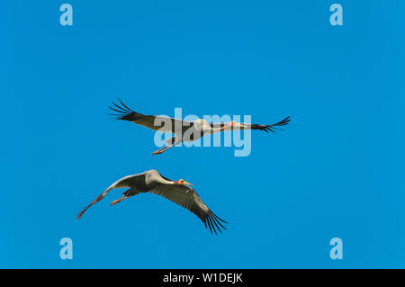 Una coniugata coppia di gru Sarus scivolata giù al mattino vi di alimentazione delle paludi della zona di Cape York, Queensland. Foto Stock