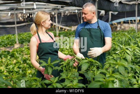 L uomo e la donna i giardinieri di lavorare con il Malabar spinaci piantine in serra Foto Stock