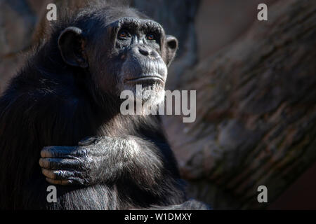 Uno scimpanzé adulto con un look di gara Foto Stock