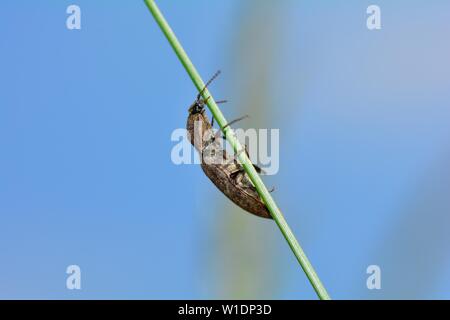 Mouse grigio beetle ( Agrypnus murinus ) su una lama di erba contro un cielo blu con spazio di copia Foto Stock