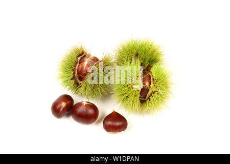 Le castagne fresche in cupules pungenti isolati su sfondo bianco Foto Stock