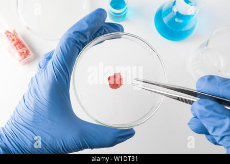 Carni macinate in capsula di Petri in mani scienziato. Close up. Esperimento di chimica. Laboratorio di studi di scienze. Foto Stock