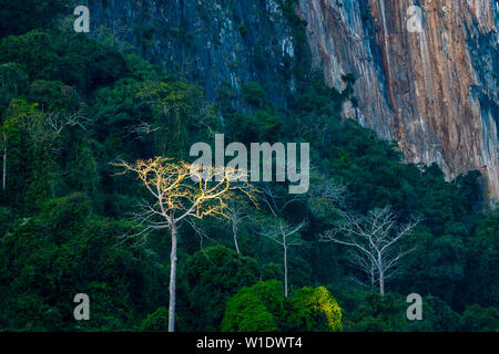 Albero illuminato nella foresta pluviale tropicale nel Laos, sud-est asiatico. Scenic scogliere e pinnacoli di roccia, lussureggiante giungla verde, ambiente incontaminato, tou Foto Stock