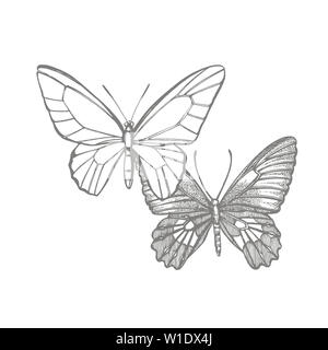 Farfalle silhouette. Le icone a farfalla isolati su sfondo bianco. Illustrazione grafica Foto Stock