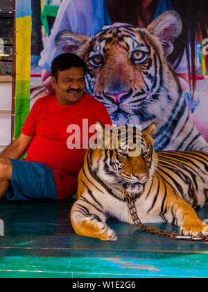 Tiger in catena per foto con i turisti in Nong Nooch Tropicale Giardino Botanico, Pattaya, Thailandia Foto Stock