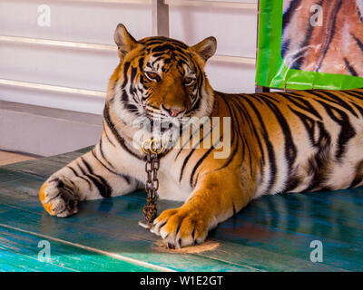 Tiger in catena per foto con i turisti in Nong Nooch Tropicale Giardino Botanico, Pattaya, Thailandia Foto Stock