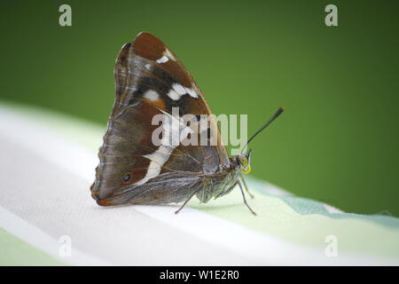 Viola Imperatore Butterfly Apatura Iris fotografia macro close up Foto Stock