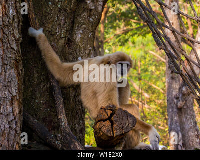 Gibbone in Khao Kheow Zoo aperto, Sriracha, Chon Buri, Pattaya, Thailandia Foto Stock