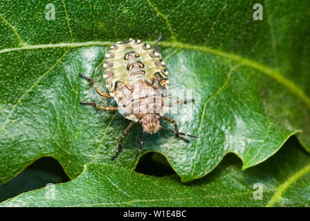 La protezione della foresta Ninfa di bug Foto Stock