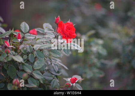 Boccola del red rose rampicanti, rose fiori nel giardino di primavera Foto Stock