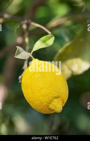 Mature frutta limone closeup su un albero di limone branch Foto Stock