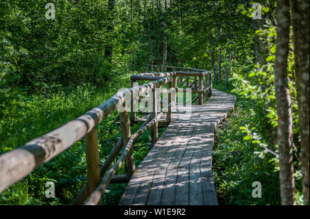 Passerella in legno a escursioni sentiero di attraversamento di una misteriosa foresta Pokaini in Lettonia. Mar baltico. Paesaggio. Foto Stock