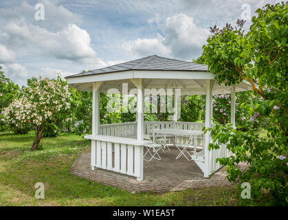 Gazebo in legno in fiore giardino lilla. Preferito luogo di riposo di persone. Lilac Delizia in Dobele, Lettonia. Foto Stock