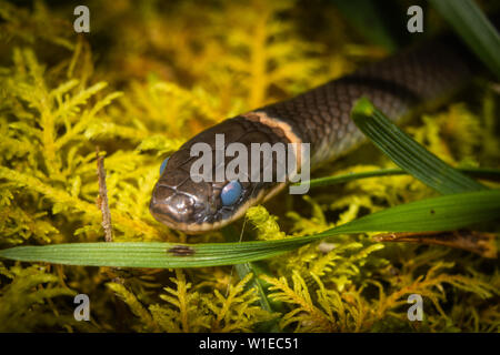 Un serpente ringneck ha blue eye caps indicante che è vicino alla sua fase di alleggerimento. Foto Stock