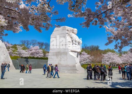 Vista del Martin Luther King Jr. Memorial e ciliegia alberi in fiore in primavera, Washington D.C., Stati Uniti d'America, America del Nord Foto Stock