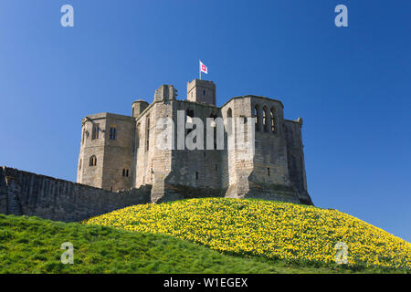 La grande torre del castello di Warkworth, molla, tappeto di daffodils dorato sulla collina, Warkworth, Northumberland, England, Regno Unito, Europa Foto Stock