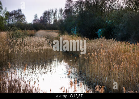 Il caldo sole di sera hits canneti a Wicken Fen nella Riserva Naturale del Cambridgeshire, East Anglia, England, Regno Unito, Europa Foto Stock