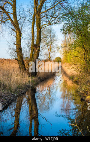 Canneti riflettendo su una via navigabile in serata calda luce a Wicken Fen nella Riserva Naturale del Cambridgeshire, England, Regno Unito, Europa Foto Stock