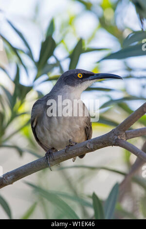 Grigio (trembler Cinclocerthia gutturalis), Marigot Bay, Castries, Santa Lucia, isole Windward, Piccole Antille, West Indies, dei Caraibi e America centrale Foto Stock