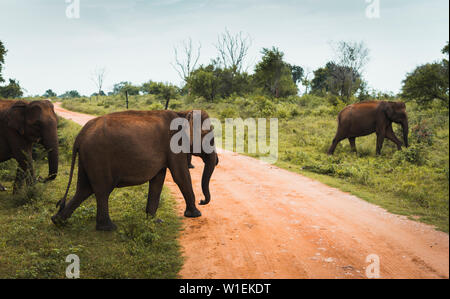 Una famiglia di elefanti attraversano la pista di Udawalawe parco nazionale, Sri Lanka, Asia Foto Stock