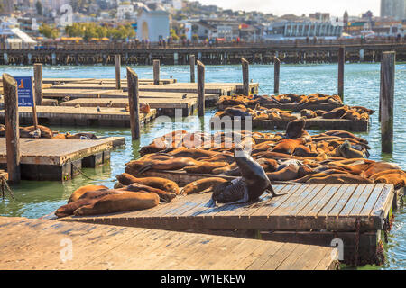 I leoni di mare in appoggio su Pier 39, San Francisco, California, Stati Uniti d'America, America del Nord Foto Stock