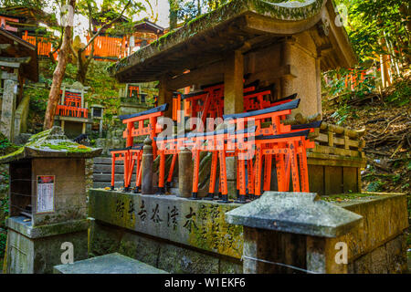 Fushimi Inari Taisha, il più importante santuario scintoista, famosa per le sue mille red torii gates, Kyoto, Giappone, Asia Foto Stock