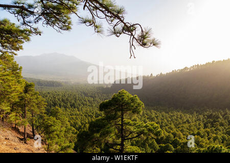 Parco Nazionale della Caldera de Taburiente, Biosfera UNESCO sito, La Palma Isole Canarie Spagna, Atlantico, Europa Foto Stock